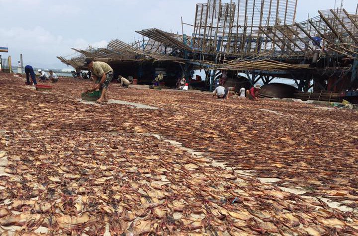Giá cao ngất ngưởng, tàu câu mực Quảng Nam hốt bạc tỉ