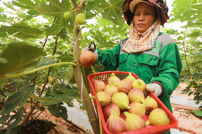 Trang trại sung Mỹ thu hoạch h&agrave;ng trăm k&yacute; mỗi ng&agrave;y ở Đồng Nai - Ảnh 1.