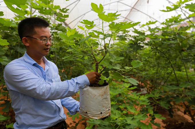Trang trại sung Mỹ thu hoạch h&agrave;ng trăm k&yacute; mỗi ng&agrave;y ở Đồng Nai - Ảnh 2.