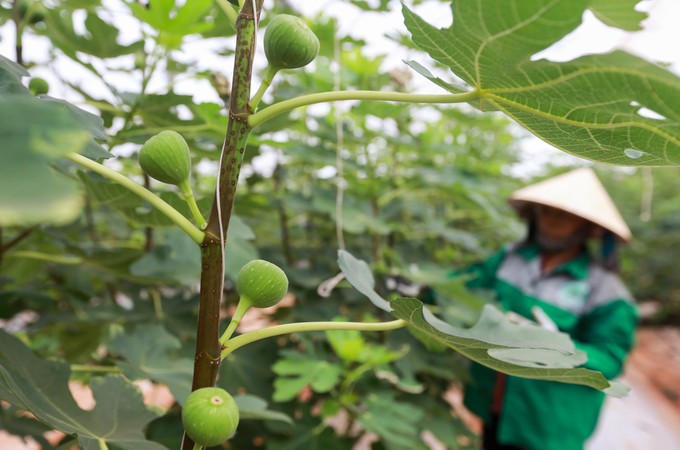 Trang trại sung Mỹ thu hoạch h&agrave;ng trăm k&yacute; mỗi ng&agrave;y ở Đồng Nai - Ảnh 3.