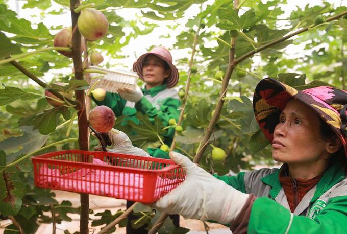 Trang trại sung Mỹ thu hoạch h&agrave;ng trăm k&yacute; mỗi ng&agrave;y ở Đồng Nai - Ảnh 4.