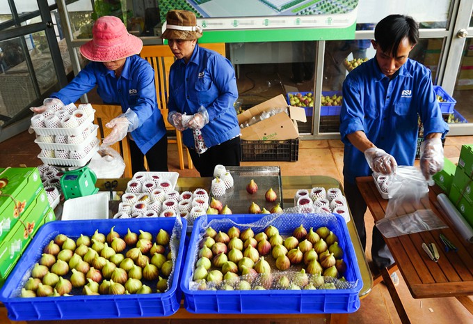 Trang trại sung Mỹ thu hoạch h&agrave;ng trăm k&yacute; mỗi ng&agrave;y ở Đồng Nai - Ảnh 7.