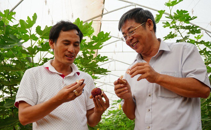 Trang trại sung Mỹ thu hoạch h&agrave;ng trăm k&yacute; mỗi ng&agrave;y ở Đồng Nai - Ảnh 9.