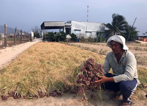 Thủ phủ h&agrave;nh, tỏi Ninh Thuận khốn đốn - Ảnh 1.