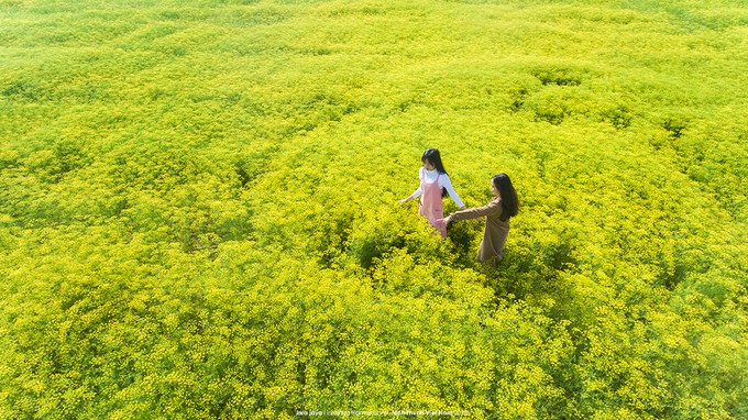 Những cánh đồng hoa gây sốt thời gian qua
