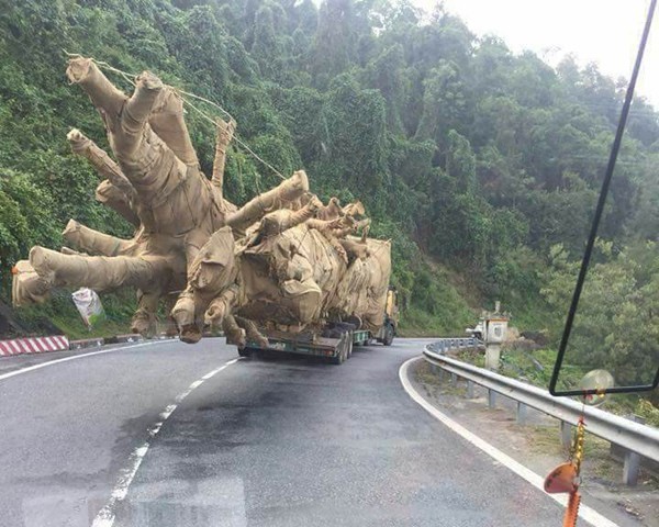 Nhiều cổ thụ "quái thú" đã bị bứng đi