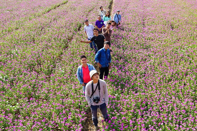 Những cánh đồng hoa gây sốt thời gian qua - Ảnh 5.
