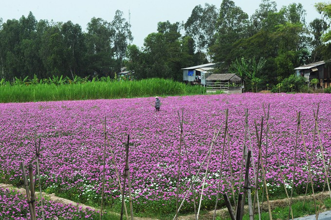 Những cánh đồng hoa gây sốt thời gian qua - Ảnh 3.
