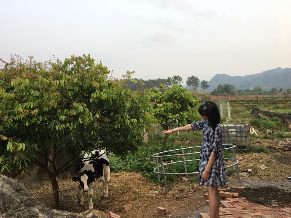 L&ecirc;n Mộc Ch&acirc;u thử l&agrave;m n&ocirc;ng d&acirc;n chăn nu&ocirc;i b&ograve; sữa - Ảnh 4.