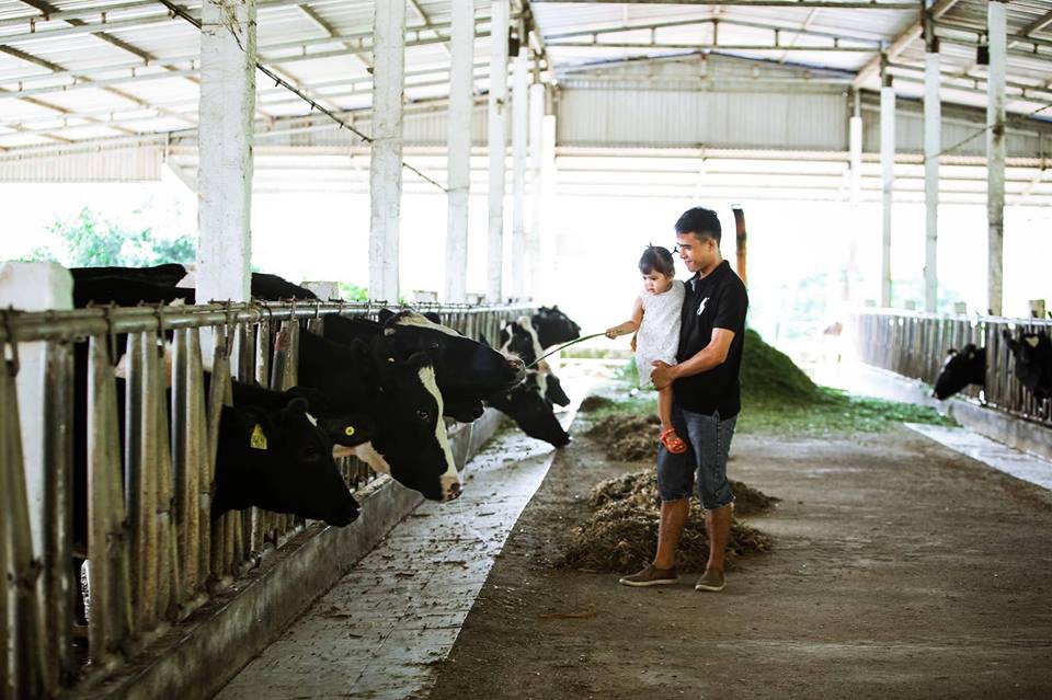 L&ecirc;n Mộc Ch&acirc;u thử l&agrave;m n&ocirc;ng d&acirc;n chăn nu&ocirc;i b&ograve; sữa - Ảnh 5.
