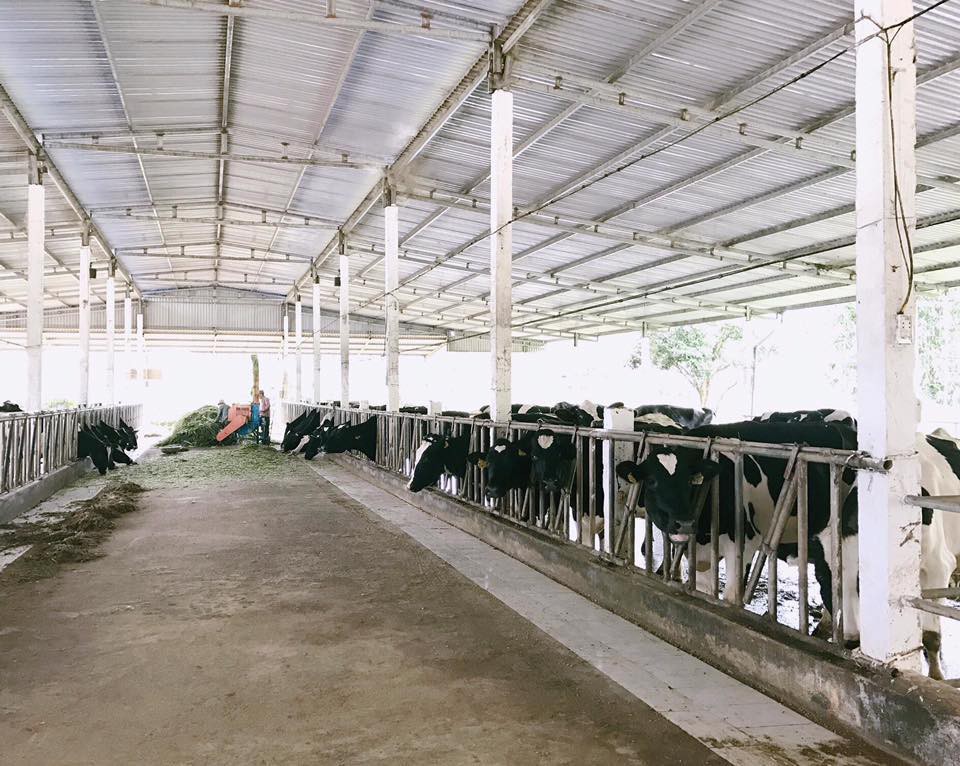 L&ecirc;n Mộc Ch&acirc;u thử l&agrave;m n&ocirc;ng d&acirc;n chăn nu&ocirc;i b&ograve; sữa - Ảnh 1.