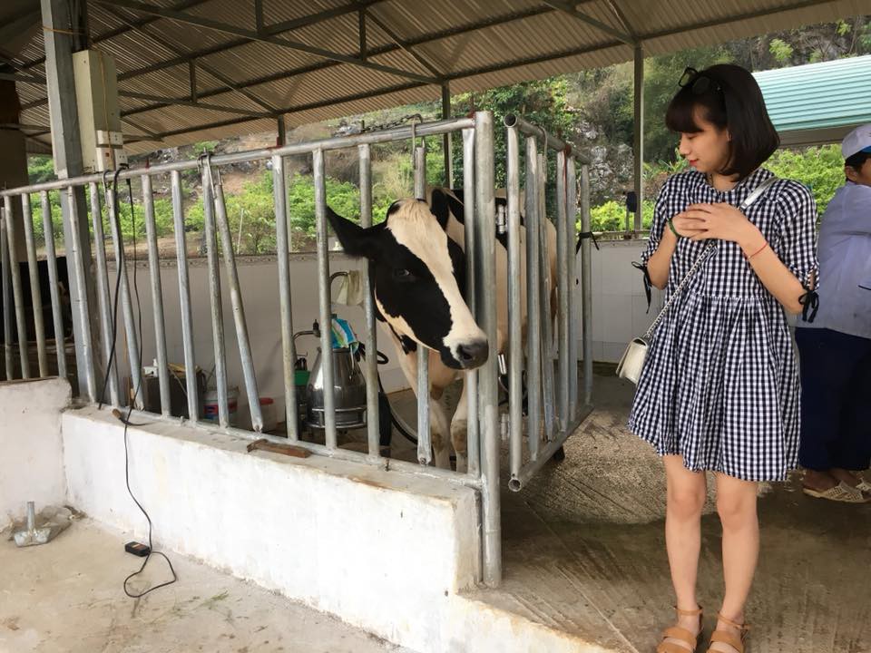 L&ecirc;n Mộc Ch&acirc;u thử l&agrave;m n&ocirc;ng d&acirc;n chăn nu&ocirc;i b&ograve; sữa - Ảnh 7.