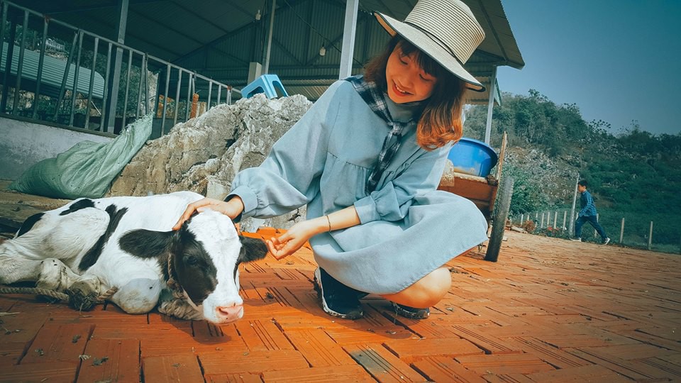 L&ecirc;n Mộc Ch&acirc;u thử l&agrave;m n&ocirc;ng d&acirc;n chăn nu&ocirc;i b&ograve; sữa - Ảnh 8.