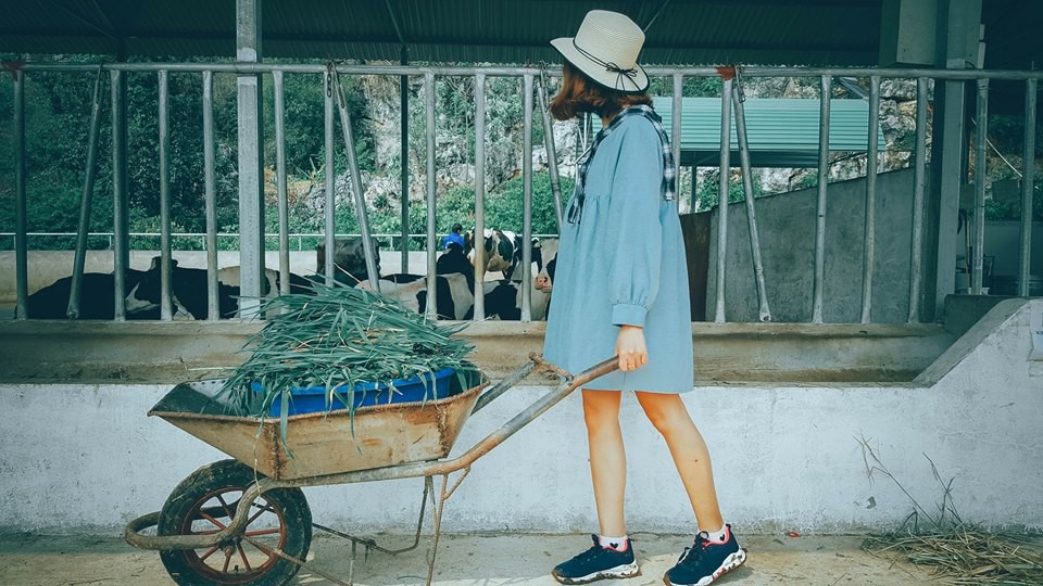 L&ecirc;n Mộc Ch&acirc;u thử l&agrave;m n&ocirc;ng d&acirc;n chăn nu&ocirc;i b&ograve; sữa - Ảnh 2.