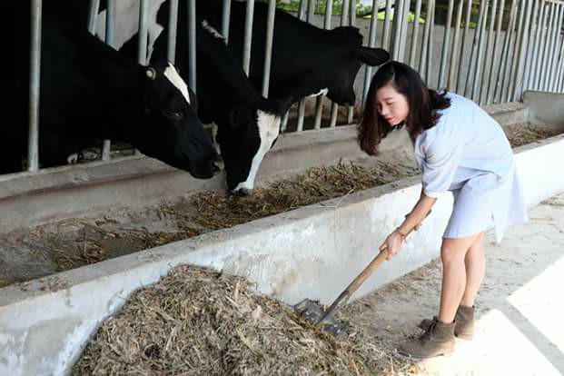 Lên Mộc Châu thử làm nông dân chăn nuôi bò sữa