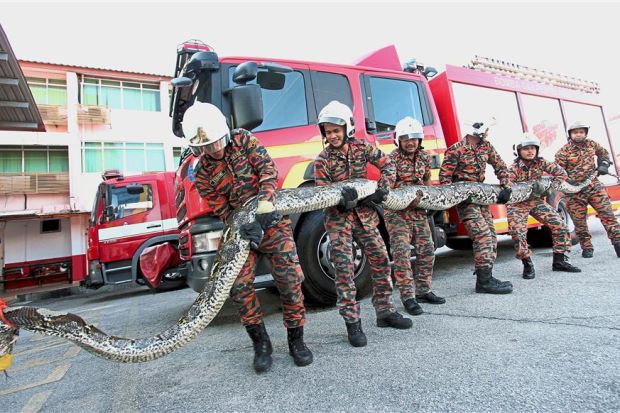 Malaysia: Giải cứu trăn 7 m bị tai nạn giao thông