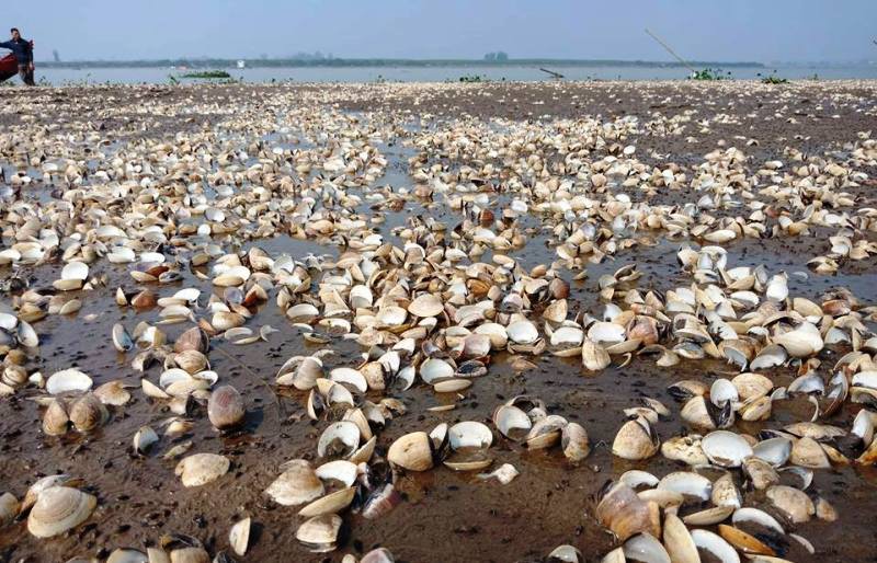 90 tấn ngao chết hàng loạt do thủy triều đỏ