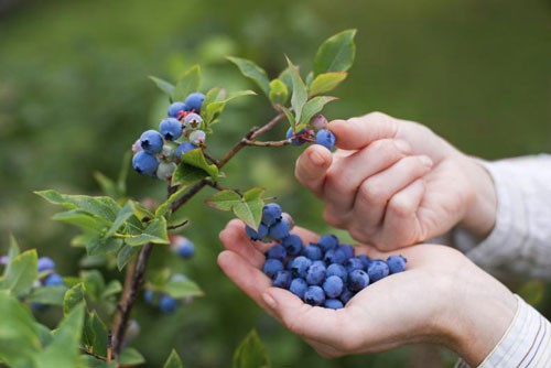 Bị cạnh tranh, Peru chuyển hướng sang việt quất organic