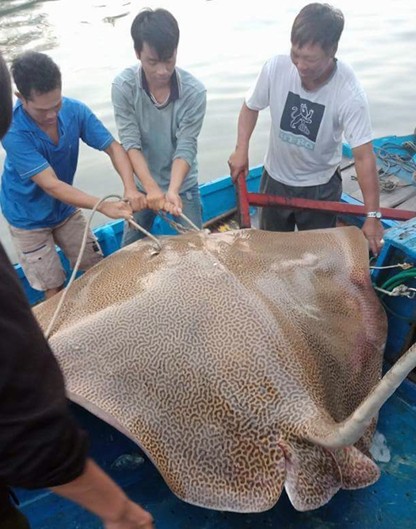 Ngư dân Bình Thuận câu được cá ó sao "khủng" hơn 120 kg