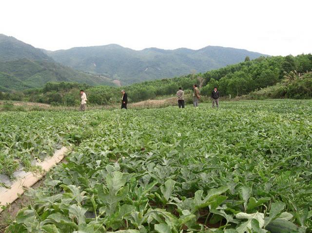 Giá rớt, thương lái lật kèo, dưa hấu "vừa cười đã mếu'!