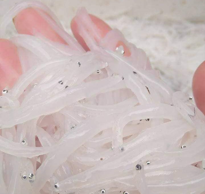 Cá hiếm: Trong như thủy tinh, mềm hơn bún