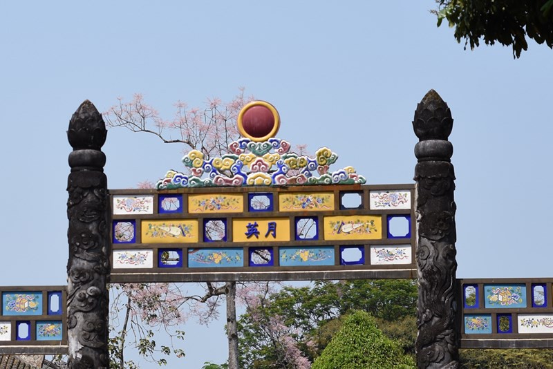 Ngắm hoa ng&ocirc; đồng khoe sắc trong Đại nội Huế - Ảnh 11.