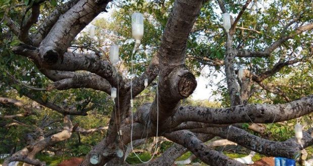 "Truyền dịch" cứu cây