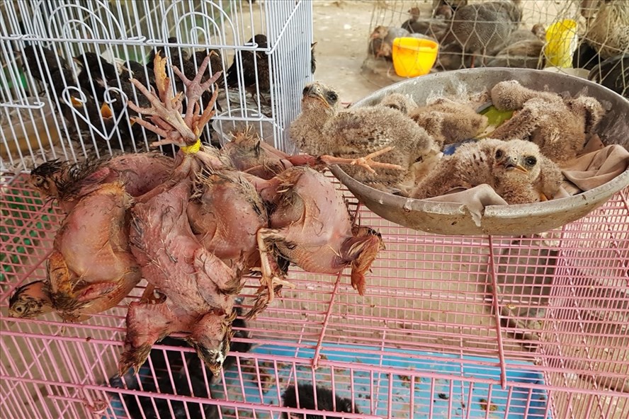 Vét nhẵn, tận diệt “hàng rừng” ở miền Tây - Ảnh 3.
