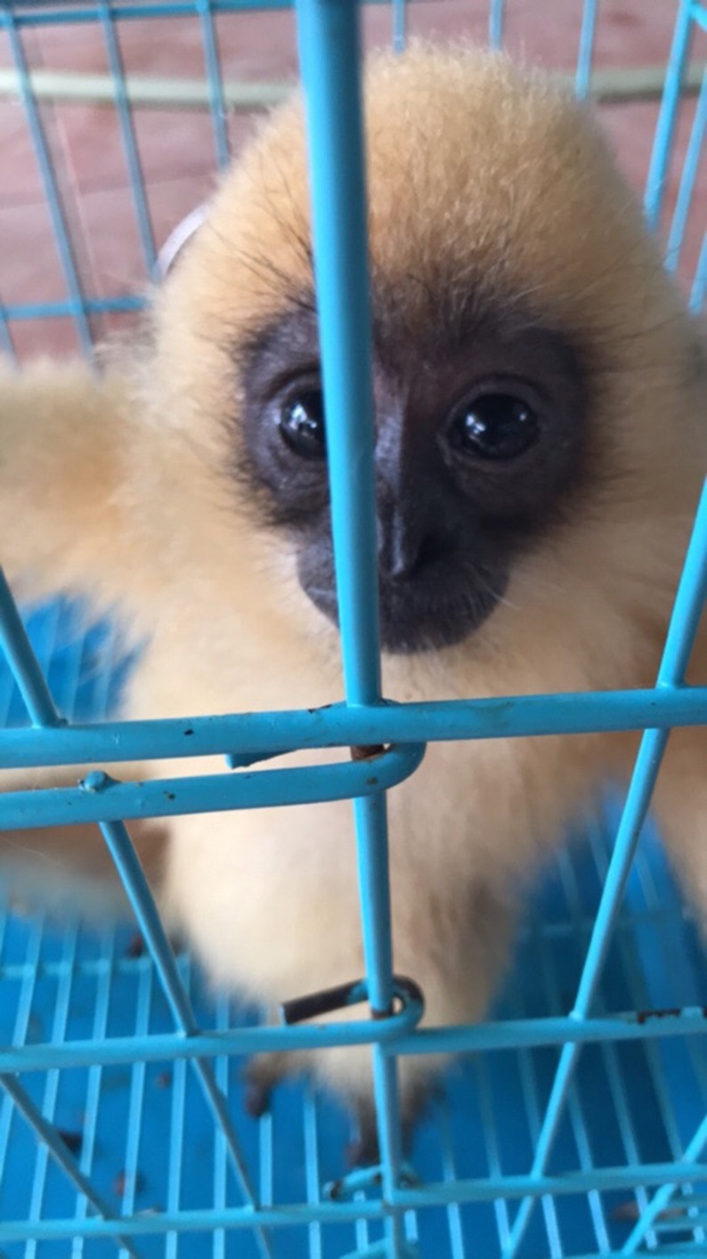 Vét nhẵn, tận diệt “hàng rừng” ở miền Tây - Ảnh 4.