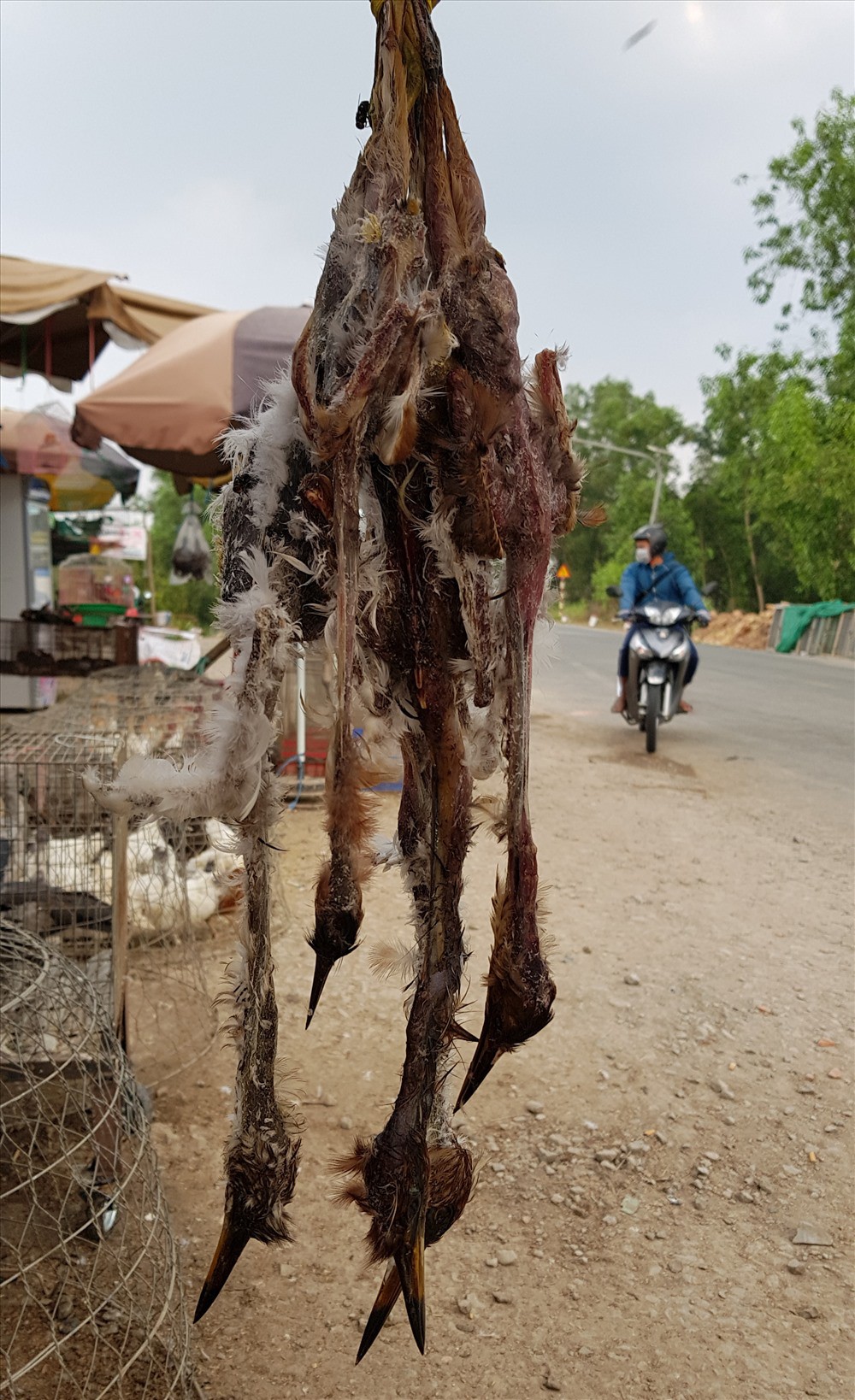 Vét nhẵn, tận diệt “hàng rừng” ở miền Tây