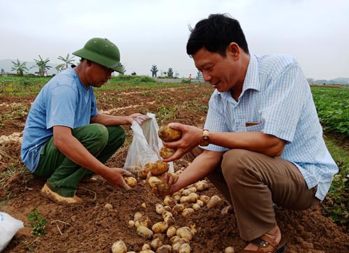 Hàng loạt hợp tác xã "sống mà như chết"(*): Bình mới, rượu cũng phải mới