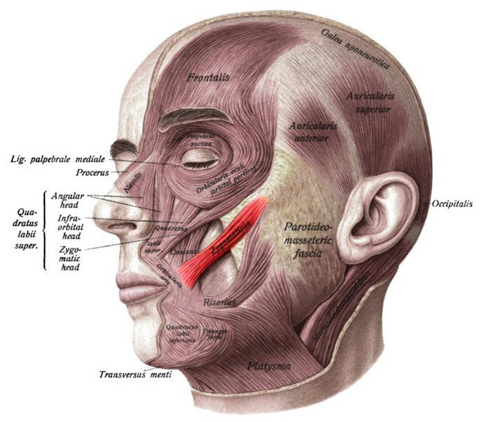 Vì sao con người có má lúm đồng tiền? - Ảnh 2.