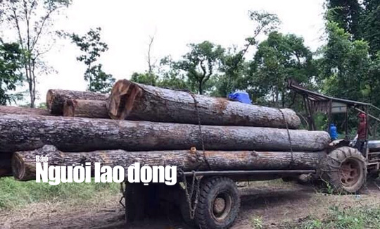 "Kiểm lâm kiểm tra thường xuyên" nhưng không thấy gỗ lậu của trùm Phượng "râu"!?