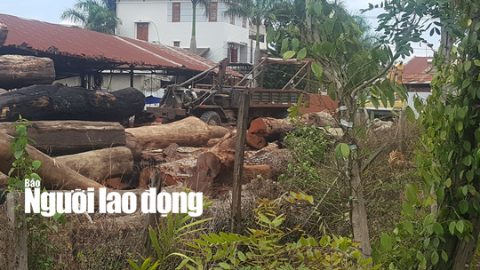 Bắt khẩn cấp đệ tử của trùm gỗ lậu Phượng "râu"