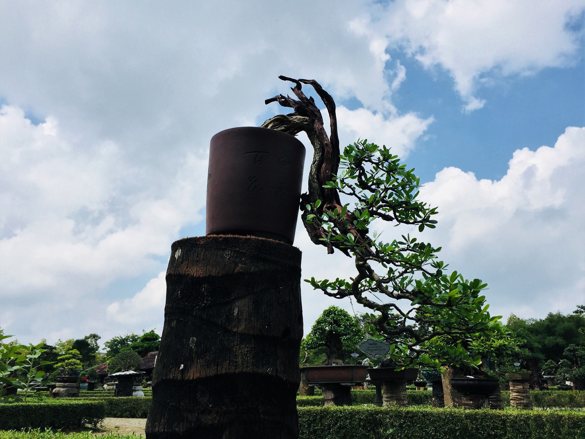 Ngắm t&aacute;c phẩm bonsai cả nước hội tụ đọ d&aacute;ng trong vườn Cơ Hạ - Ảnh 8.