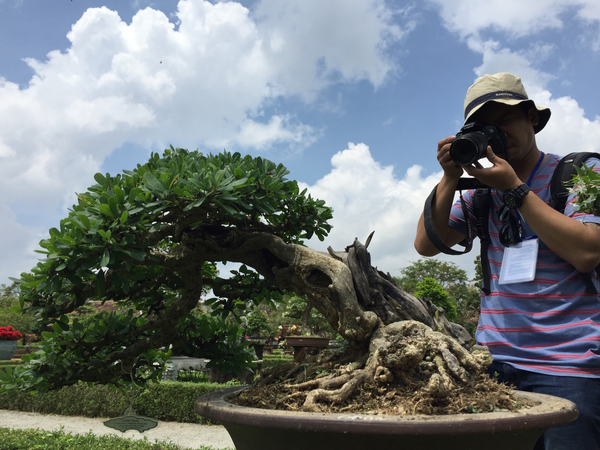 Ngắm t&aacute;c phẩm bonsai cả nước hội tụ đọ d&aacute;ng trong vườn Cơ Hạ - Ảnh 3.