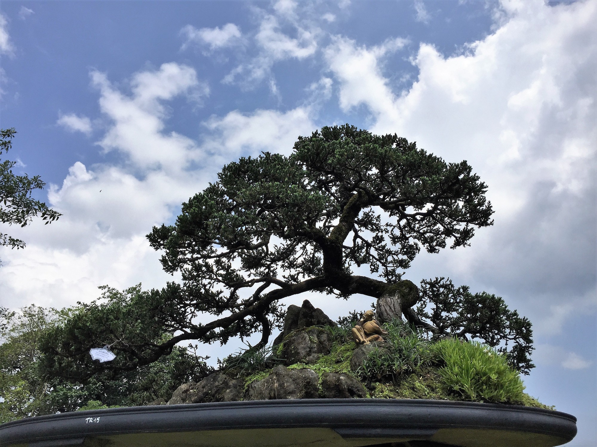 Ngắm t&aacute;c phẩm bonsai cả nước hội tụ đọ d&aacute;ng trong vườn Cơ Hạ - Ảnh 5.