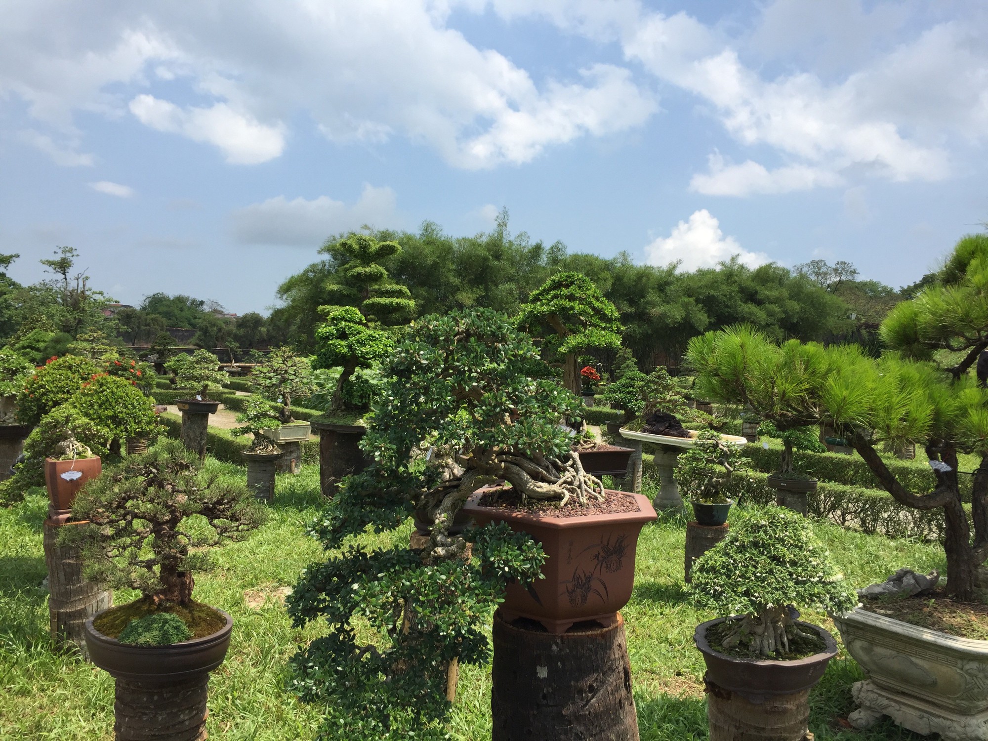 Ngắm t&aacute;c phẩm bonsai cả nước hội tụ đọ d&aacute;ng trong vườn Cơ Hạ - Ảnh 6.