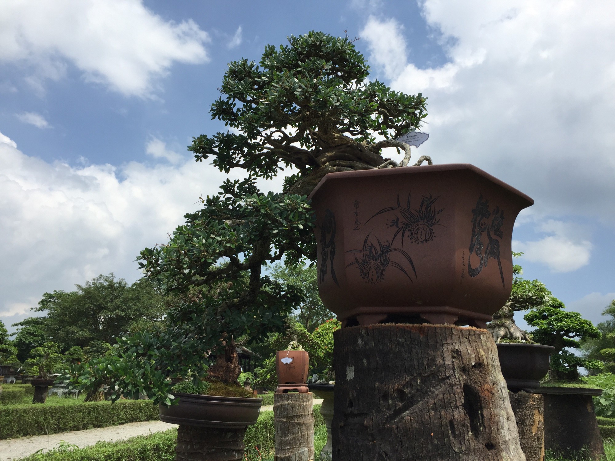 Ngắm t&aacute;c phẩm bonsai cả nước hội tụ đọ d&aacute;ng trong vườn Cơ Hạ - Ảnh 4.
