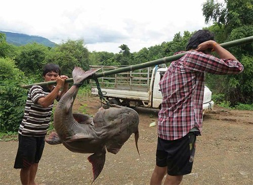 Qu&aacute;i ngư s&ocirc;ng Đ&agrave; v&agrave; cuộc vật lộn ly kỳ giữa người v&agrave; c&aacute; - Ảnh 1.