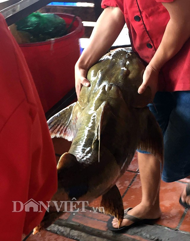 Qu&aacute;i ngư s&ocirc;ng Đ&agrave; v&agrave; cuộc vật lộn ly kỳ giữa người v&agrave; c&aacute; - Ảnh 5.