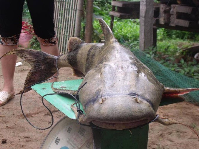 Qu&aacute;i ngư s&ocirc;ng Đ&agrave; v&agrave; cuộc vật lộn ly kỳ giữa người v&agrave; c&aacute; - Ảnh 2.