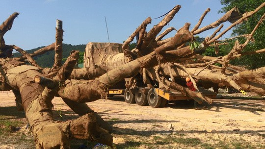 Nghi làm giả hồ sơ nguồn gốc cây "quái thú"