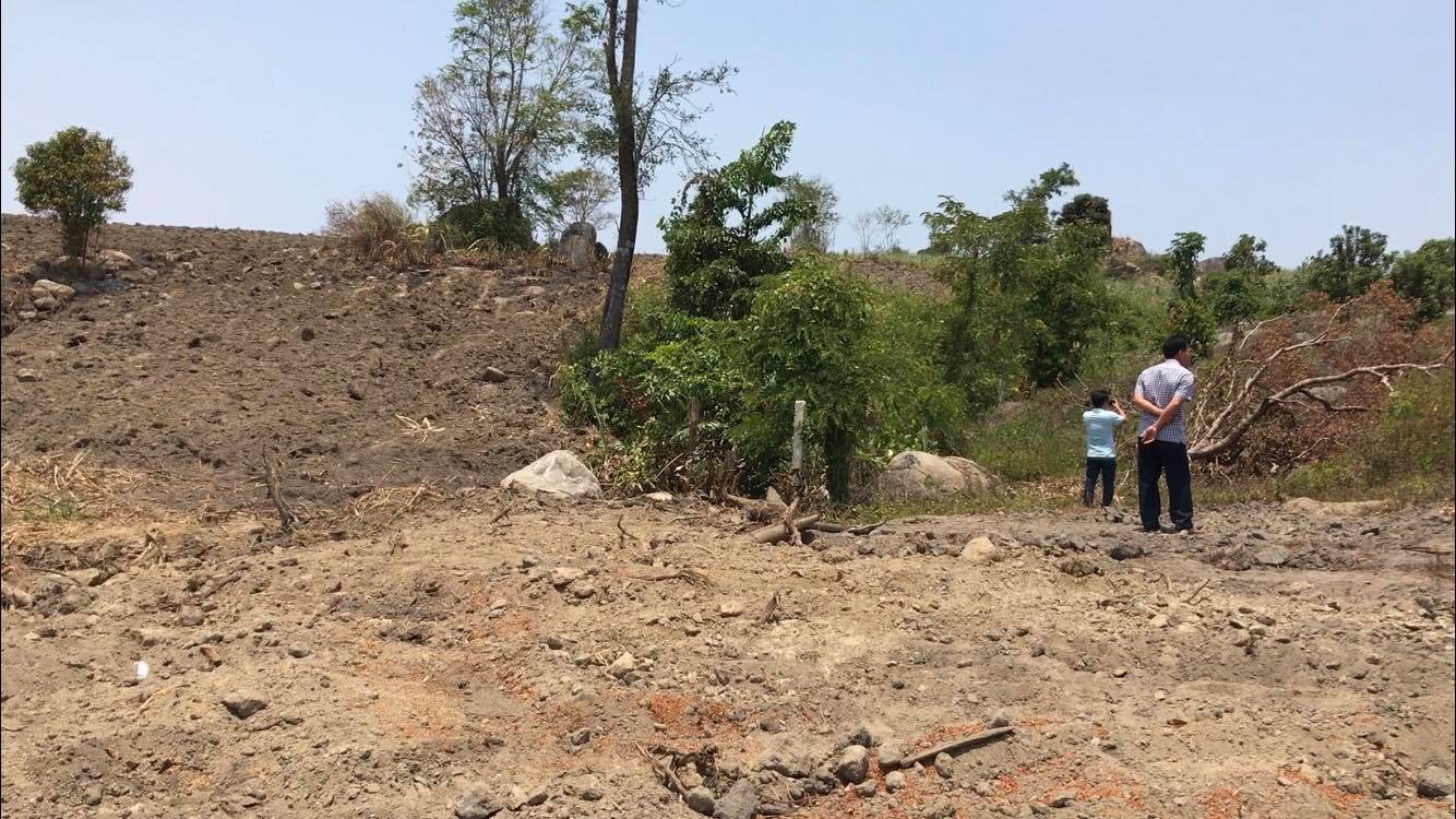 Nhiều cổ thụ quái thú đã bị bứng đi - Ảnh 1.