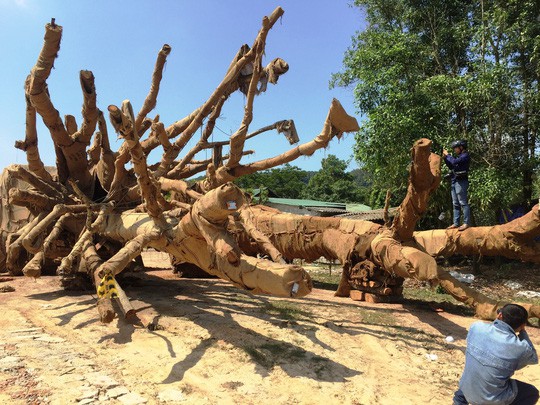 Vụ cây "quái thú" bị tạm giữ: Yêu cầu chỉ rõ vị trí khai thác