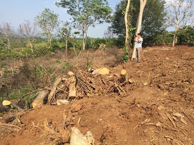Nhiều cổ thụ quái thú đã bị bứng đi - Ảnh 5.