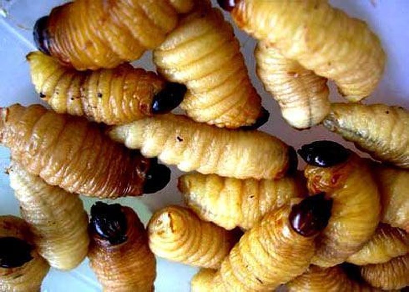 Đu&ocirc;ng ch&agrave; l&agrave; - đặc sản C&agrave; Mau nhiều người chết khiếp - Ảnh 5.