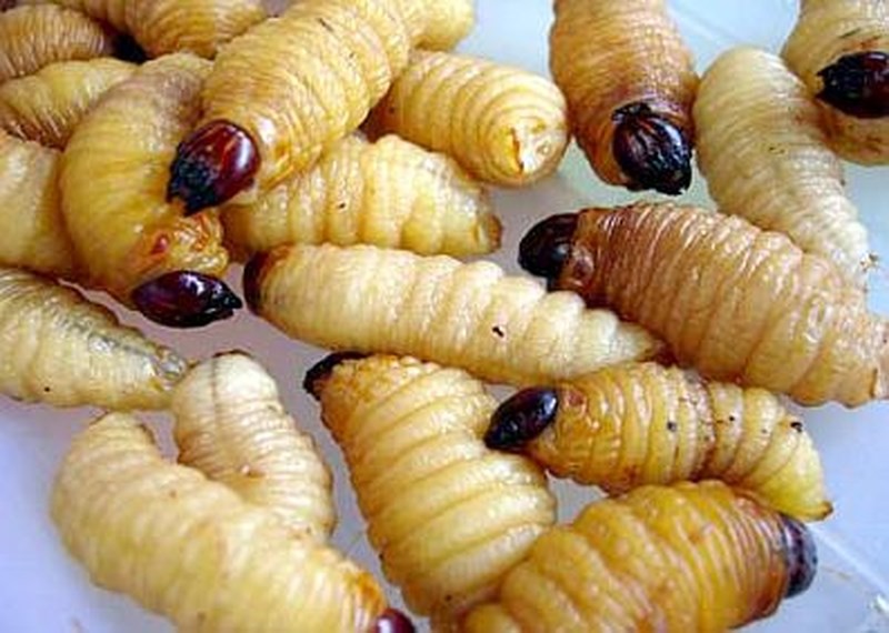 Đu&ocirc;ng ch&agrave; l&agrave; - đặc sản C&agrave; Mau nhiều người chết khiếp - Ảnh 7.