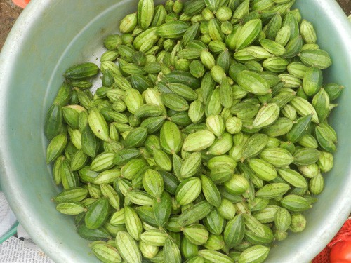 Những món rau rừng Tây Bắc “đỉnh nhất, ăn là nghiền - Ảnh 8.