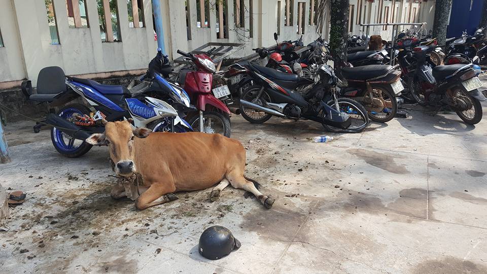 Công an huyện Phú Quốc "tạm giam"... 2 con bò